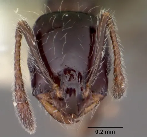 Monomorium carbonarium specimen CASENT0104789 image casent0104789_2