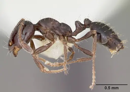 Monomorium carbonarium specimen CASENT0104789 image casent0104789_3