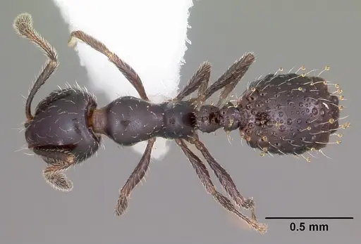 Monomorium carbonarium specimen CASENT0104790 image casent0104790_1