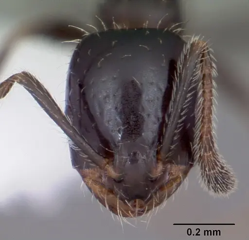 Monomorium carbonarium specimen CASENT0104790 image casent0104790_2