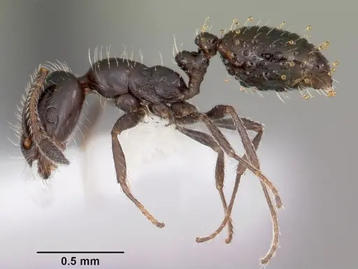 Monomorium carbonarium specimen CASENT0104790 image casent0104790_3