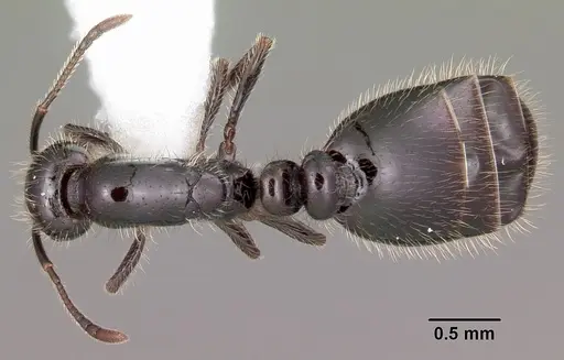 Monomorium carbonarium specimen CASENT0104791 image casent0104791_1