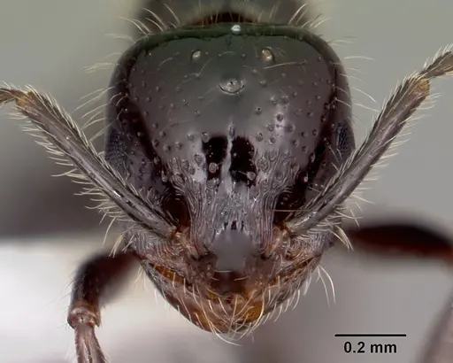 Monomorium carbonarium specimen CASENT0104791 image casent0104791_2