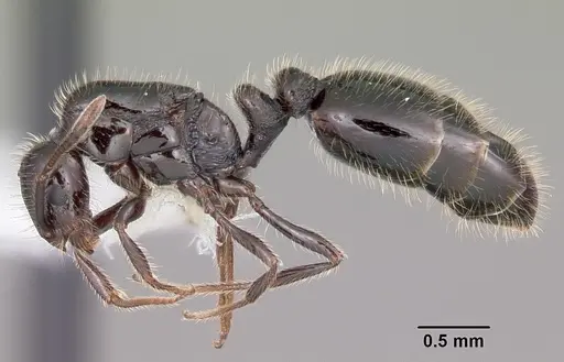 Monomorium carbonarium specimen CASENT0104791 image casent0104791_3