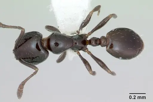 Monomorium carbonarium specimen CASENT0173040 image casent0173040_1