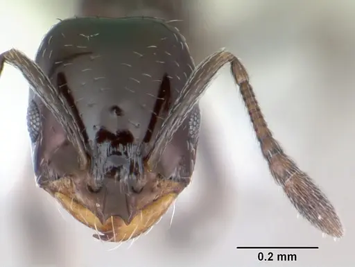 Monomorium carbonarium specimen CASENT0173040 image casent0173040_2