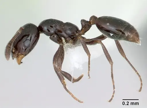 Monomorium carbonarium specimen CASENT0173040 image casent0173040_3