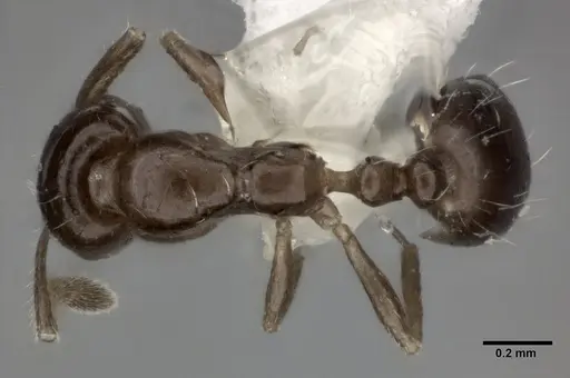 Monomorium carbonarium specimen CASENT0246069 image casent0246069_1