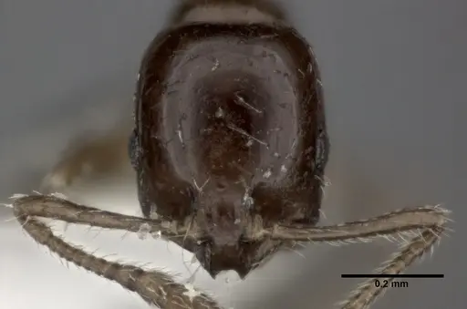 Monomorium carbonarium specimen CASENT0246069 image casent0246069_2