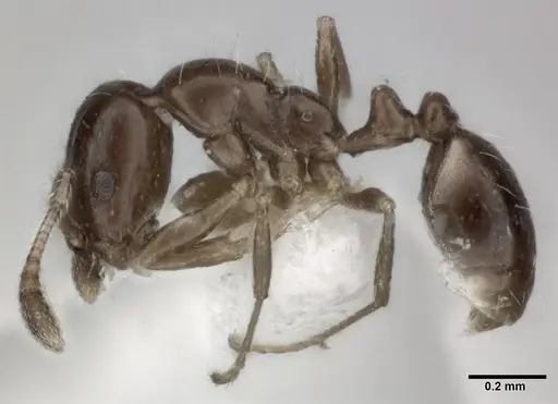 Monomorium carbonarium specimen CASENT0246069 image casent0246069_3