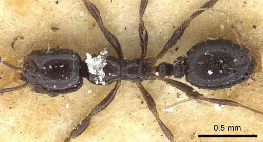 Monomorium carbonarium specimen CASENT0902279 image casent0902279_1
