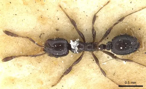 Monomorium carbonarium specimen CASENT0902279 image casent0902279_2