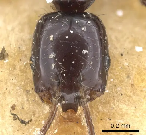 Monomorium carbonarium specimen CASENT0902279 image casent0902279_3