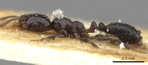 Monomorium carbonarium specimen CASENT0902279 image casent0902279_4