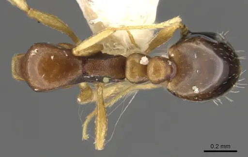 Monomorium carinatum specimen CASENT0902296 image casent0902296_1