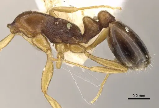 Monomorium carinatum specimen CASENT0902296 image casent0902296_2