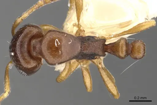 Monomorium carinatum specimen CASENT0902297 image casent0902297_1