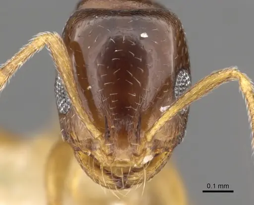 Monomorium carinatum specimen CASENT0902297 image casent0902297_2