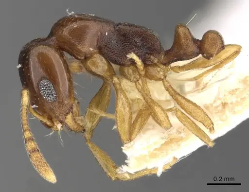 Monomorium carinatum specimen CASENT0902297 image casent0902297_3