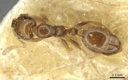 Monomorium chinense specimen CASENT0913567 image casent0913567_1