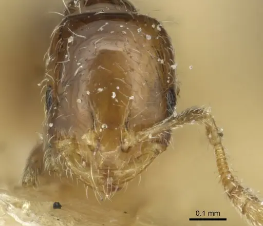Monomorium chinense specimen CASENT0913567 image casent0913567_2