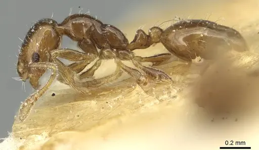 Monomorium chinense specimen CASENT0913567 image casent0913567_3