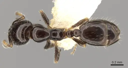 Monomorium chinense specimen CASENT0914395 image casent0914395_1