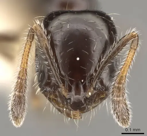 Monomorium chinense specimen CASENT0914395 image casent0914395_2