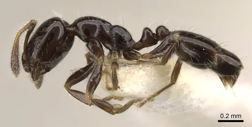 Monomorium chinense specimen CASENT0914395 image casent0914395_3