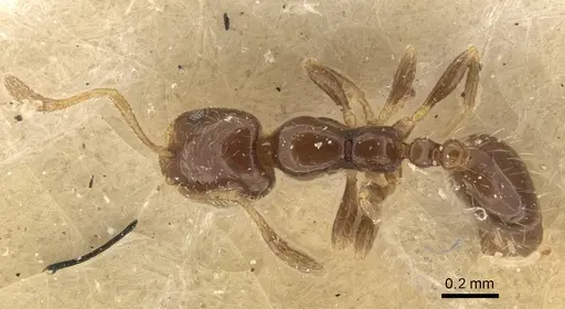 Monomorium chinense specimen CASENT0916996 image casent0916996_1