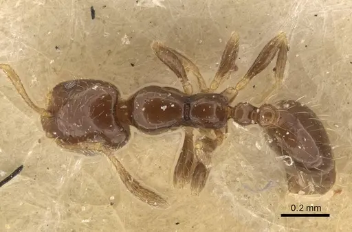 Monomorium chinense specimen CASENT0916996 image casent0916996_2
