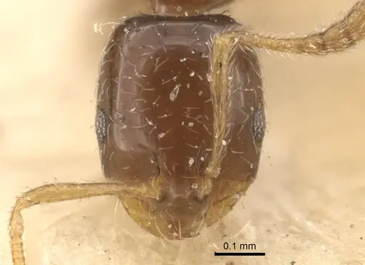 Monomorium chinense specimen CASENT0916996 image casent0916996_3