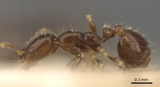 Monomorium chinense specimen CASENT0916996 image casent0916996_4