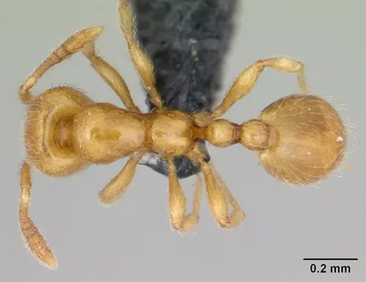 Monomorium chnodes specimen CASENT0025716 image casent0025716_1
