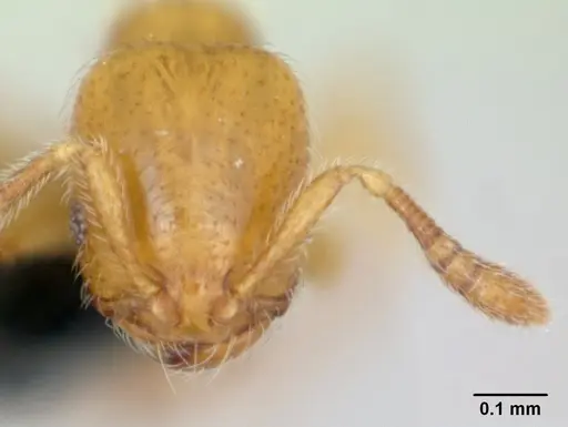 Monomorium chnodes specimen CASENT0025716 image casent0025716_2