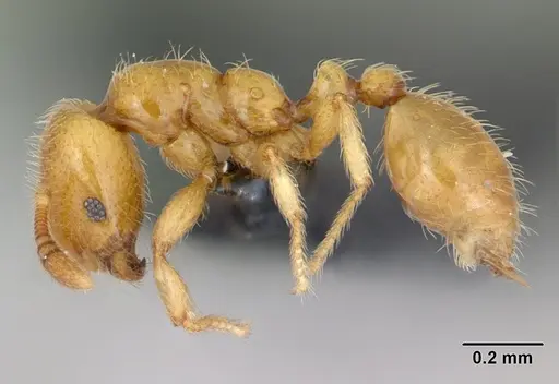 Monomorium chnodes specimen CASENT0025716 image casent0025716_3