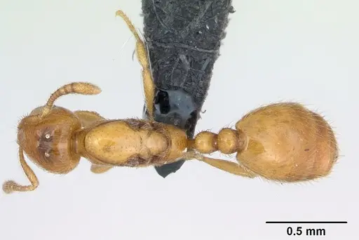 Monomorium chnodes specimen CASENT0026444 image casent0026444_1
