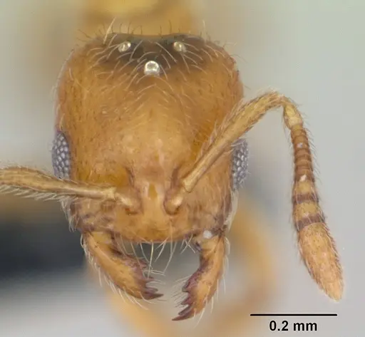 Monomorium chnodes specimen CASENT0026444 image casent0026444_2