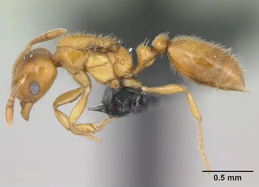 Monomorium chnodes specimen CASENT0026444 image casent0026444_3