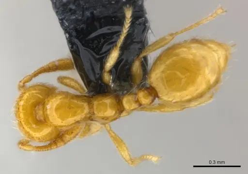 Monomorium chnodes specimen CASENT0151896 image casent0151896_1