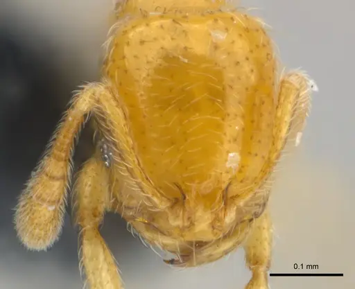 Monomorium chnodes specimen CASENT0151896 image casent0151896_2