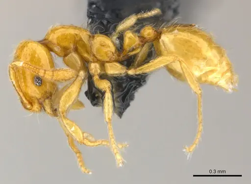 Monomorium chnodes specimen CASENT0151896 image casent0151896_3