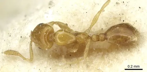 Monomorium clavicorne specimen CASENT0913568 image casent0913568_1