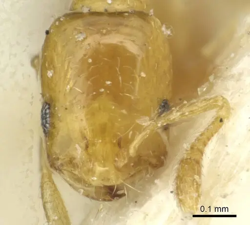 Monomorium clavicorne specimen CASENT0913568 image casent0913568_2