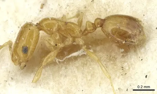 Monomorium clavicorne specimen CASENT0913568 image casent0913568_3
