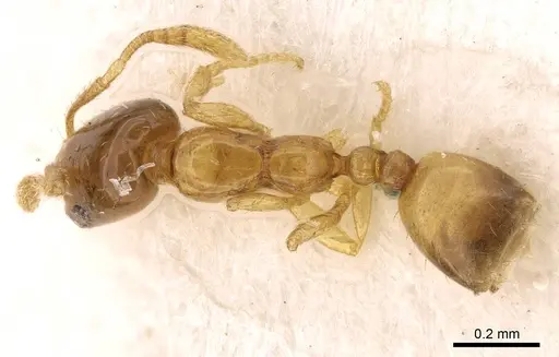 Monomorium clavicorne specimen CASENT0914394 image casent0914394_1
