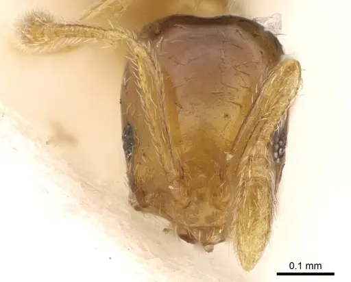 Monomorium clavicorne specimen CASENT0914394 image casent0914394_2