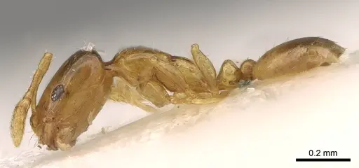 Monomorium clavicorne specimen CASENT0914394 image casent0914394_3