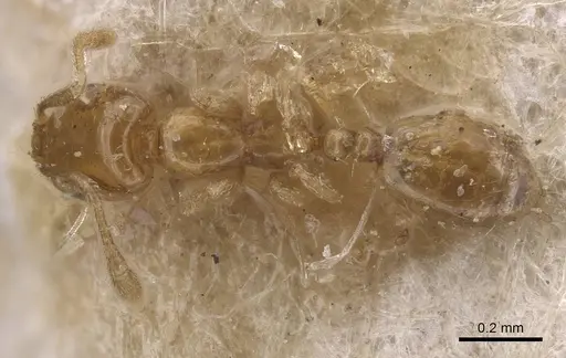 Monomorium clavicorne specimen CASENT0915416 image casent0915416_1