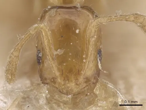 Monomorium clavicorne specimen CASENT0915416 image casent0915416_2
